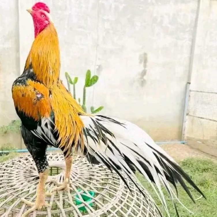 TELUR AYAM BANGKOK ORIGINAL UNTUK DITETASKAN