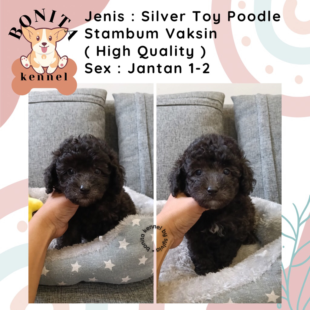 Silver Toy Poodle Stambum Jantan Betina Anakan Anjing Poodle Putihh