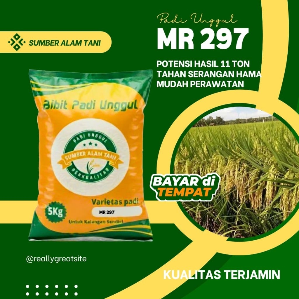 Benih/Bibit Padi Unggul MR-297 Original Berkualitas Kemasan 5-KG