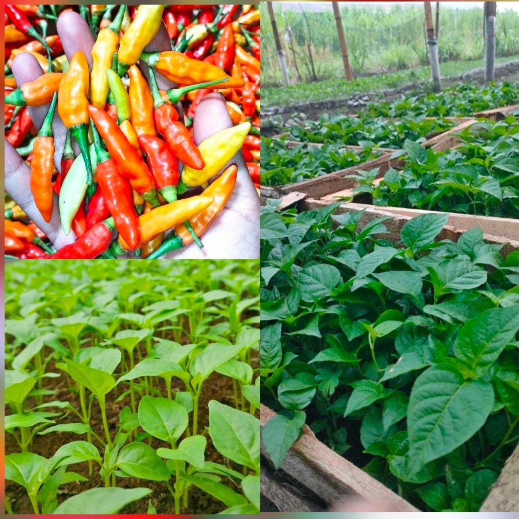 1 paket 10 bibit  3 jenis sayuran