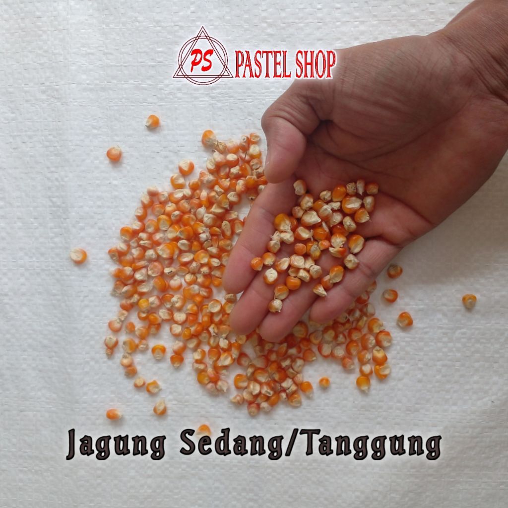 PS ~ Jagung Ukuran Sedang | Jagung Pakan Ayam | Pakan Merpati | Pakan Unggas | Jagung Kering