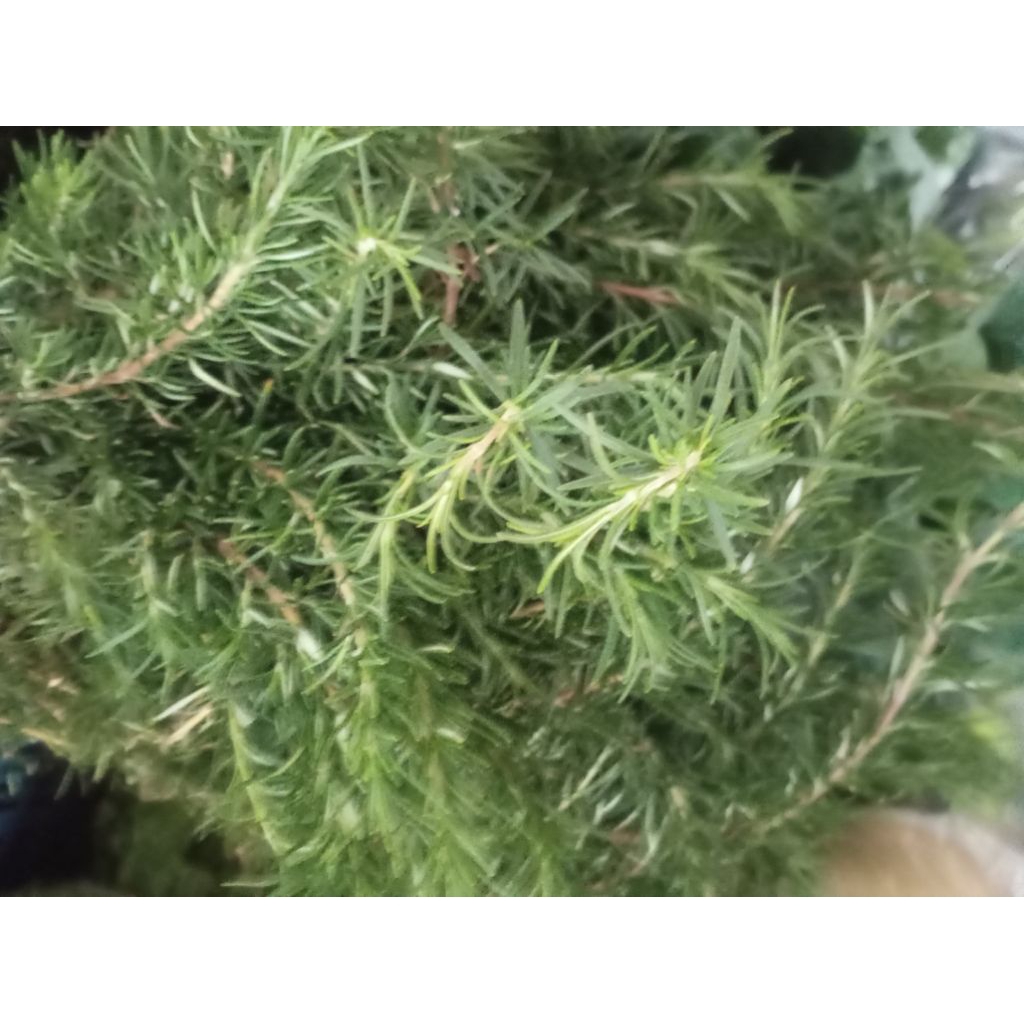 Daun Rosemary rempah segar
