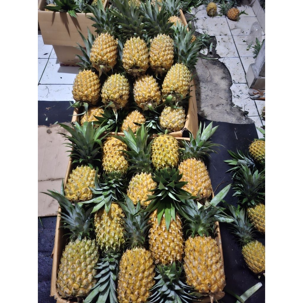 NANAS MADU PEMALANG BELIK