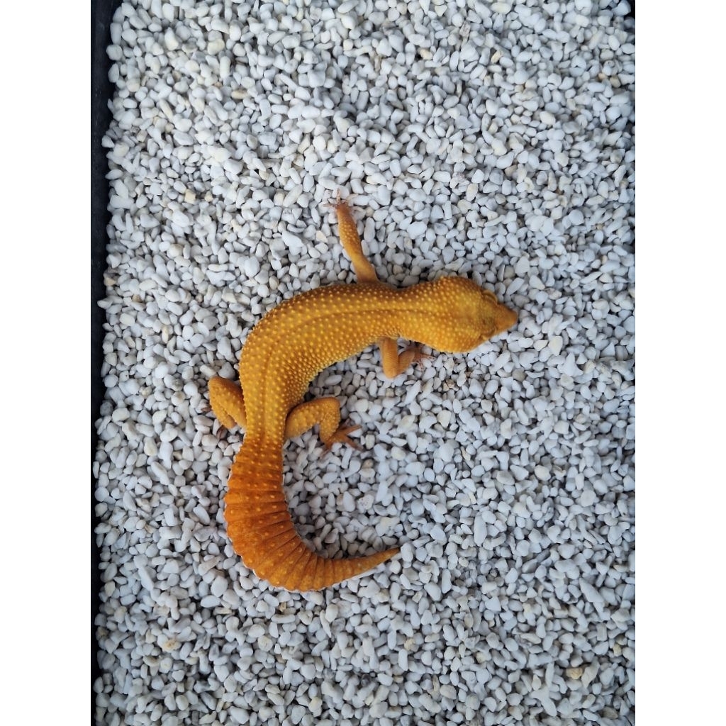 Gecko Dewasa Umur 5 Bulan -1 tahun NO MINUS