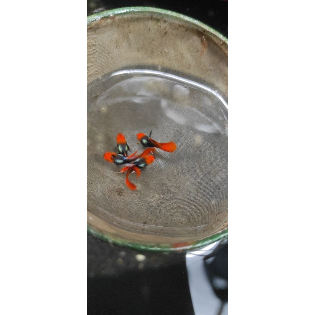 Guppy tuksedo koi short body