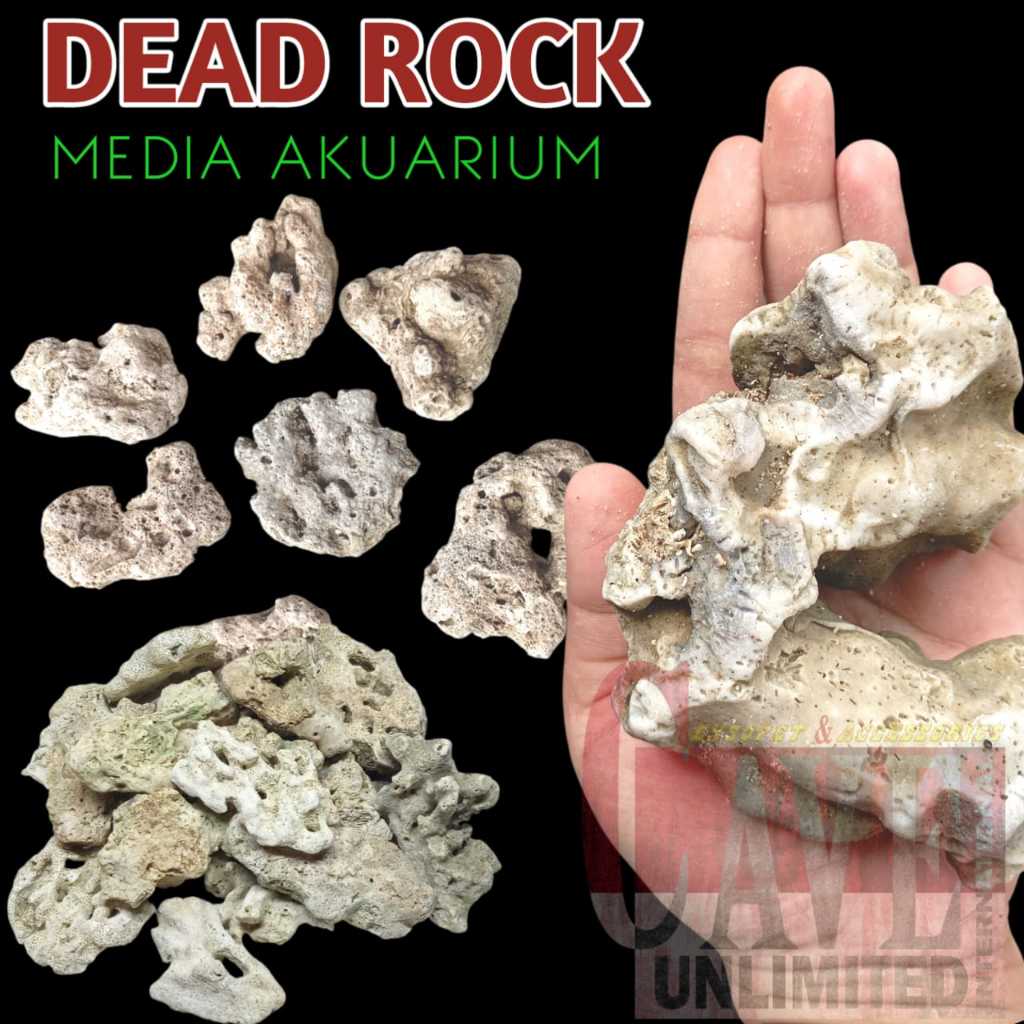 Dead rock batu karang setting air laut batu karang DR scaping aquarium