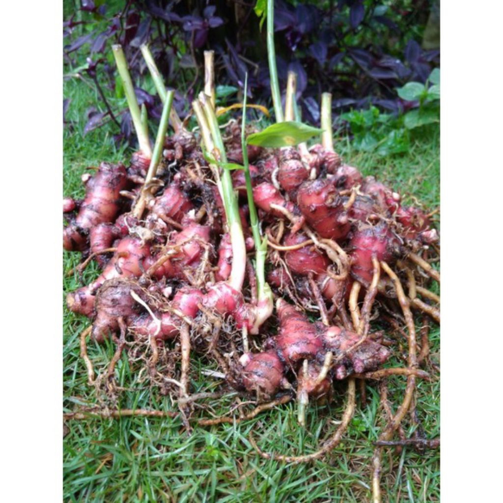 Bibit jahe merah siap tanam