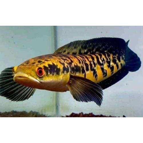 Channa Yellow Sentarum / Channa Baby Maruliodes sp / Channa YS