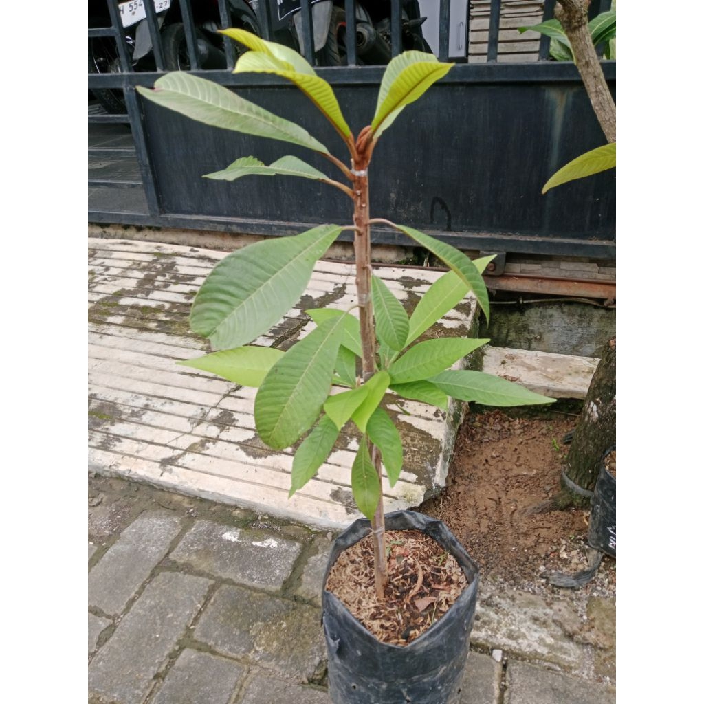 mamey sapote keywest