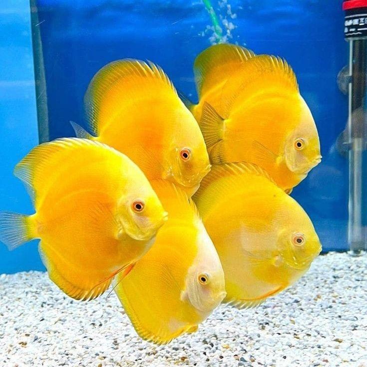 golden discus / discus golden / discus kuning / ikan discus