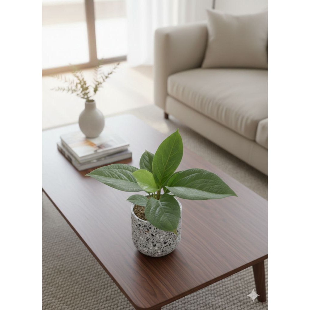 Tanaman Hias Anthurium Cobra - Tanaman Hias Anthurium Cobra