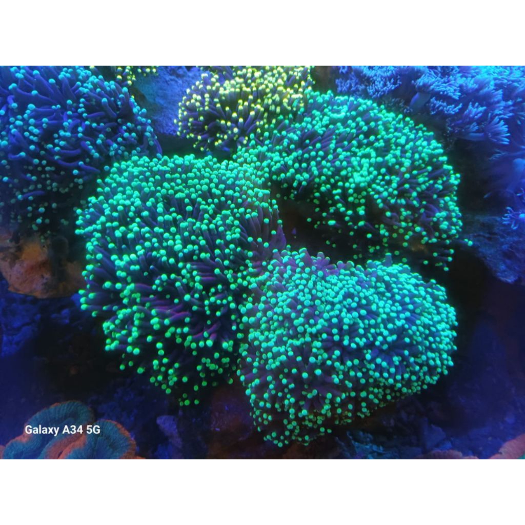 CORAL HIASAN LAUT KARANG ANEMON HIJAU