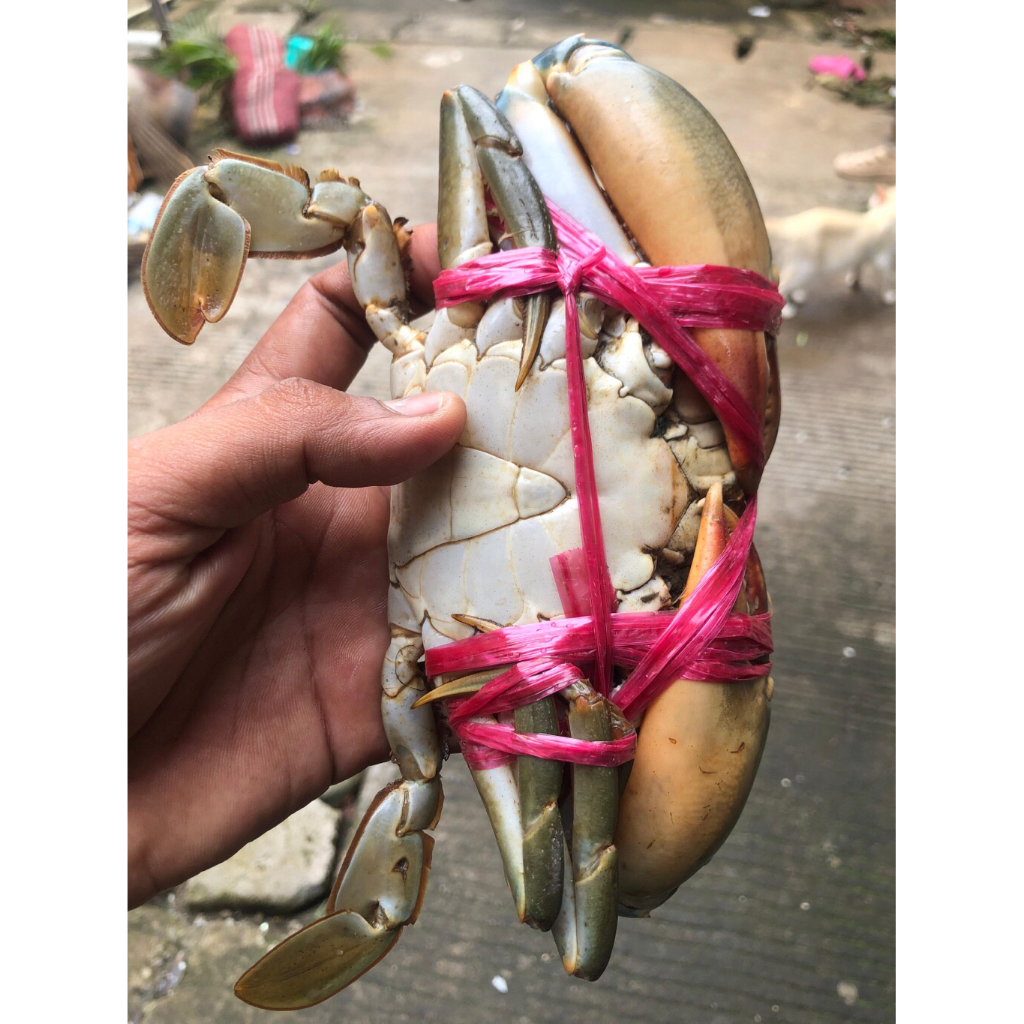 Kepiting hidup 1kg (isi 3 ekor)