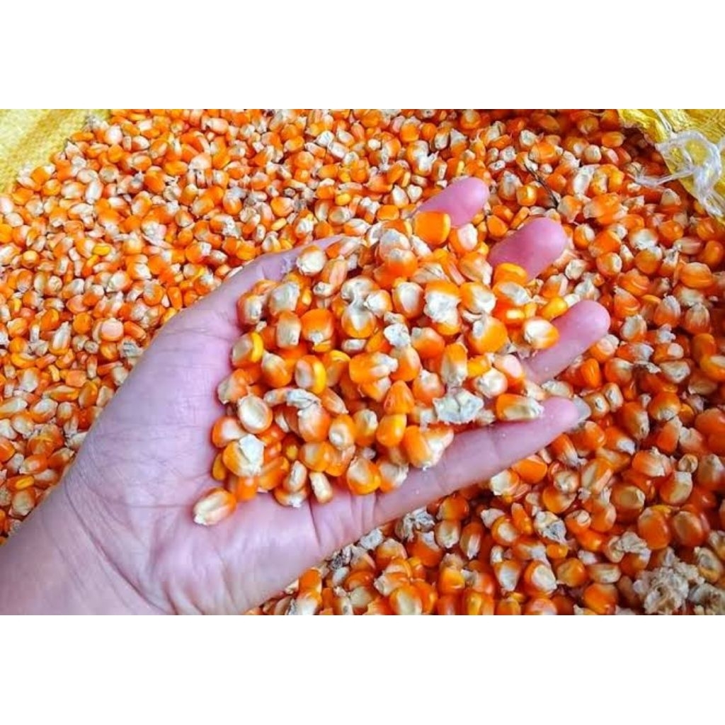 jagung kering 1kg