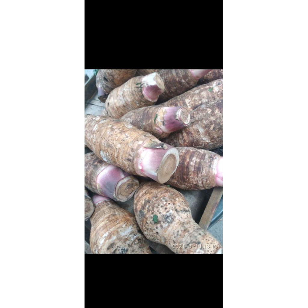 promo bibit talas bentul kualitas ungul