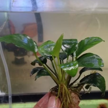 Anubias Nana Indukan Rawatan Low Co2 Real Pict