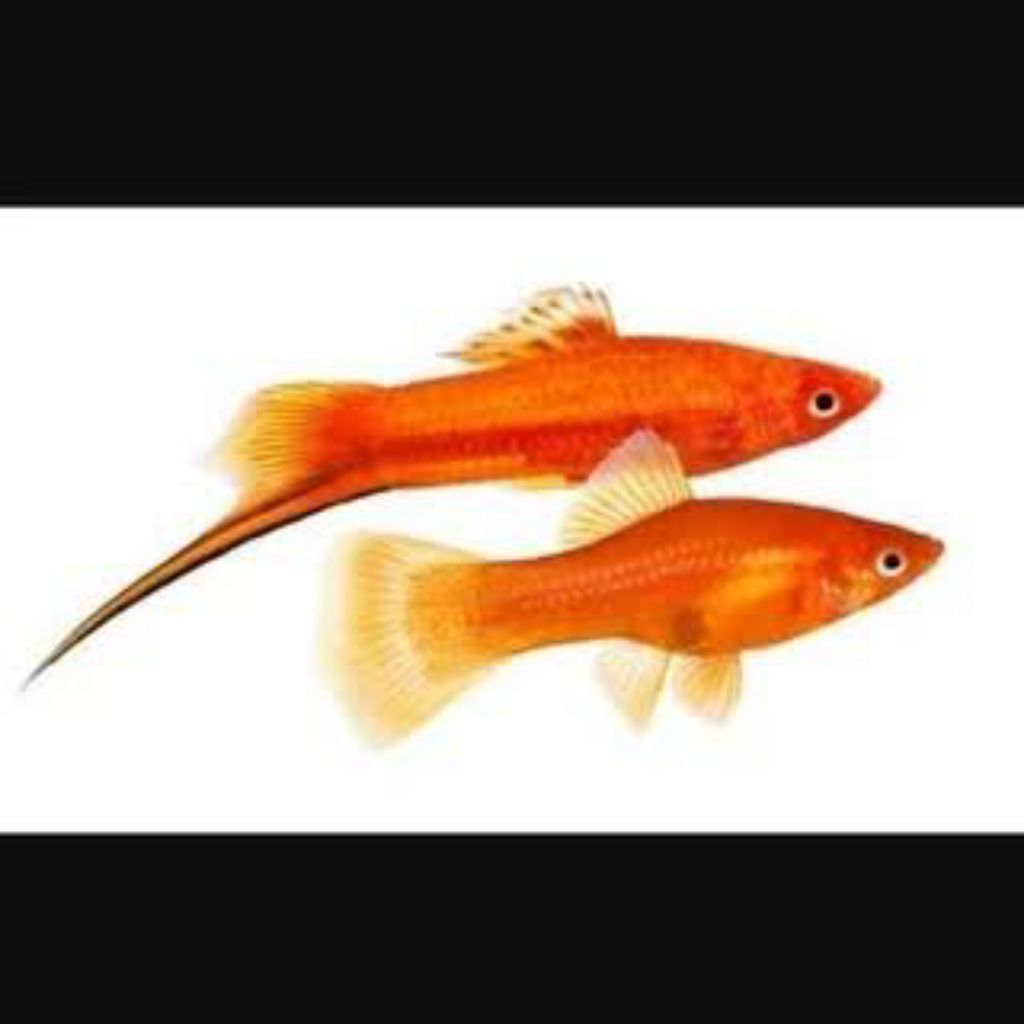 ikan mas pedang merah ekor hitam size dewasa co 5free 1