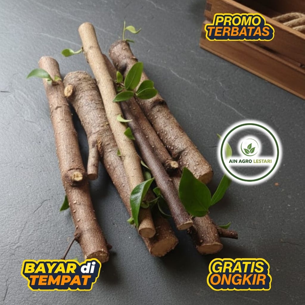 BAHAN BONSAI ANTING PUTRI BATANG PUTIH HASIL STEK