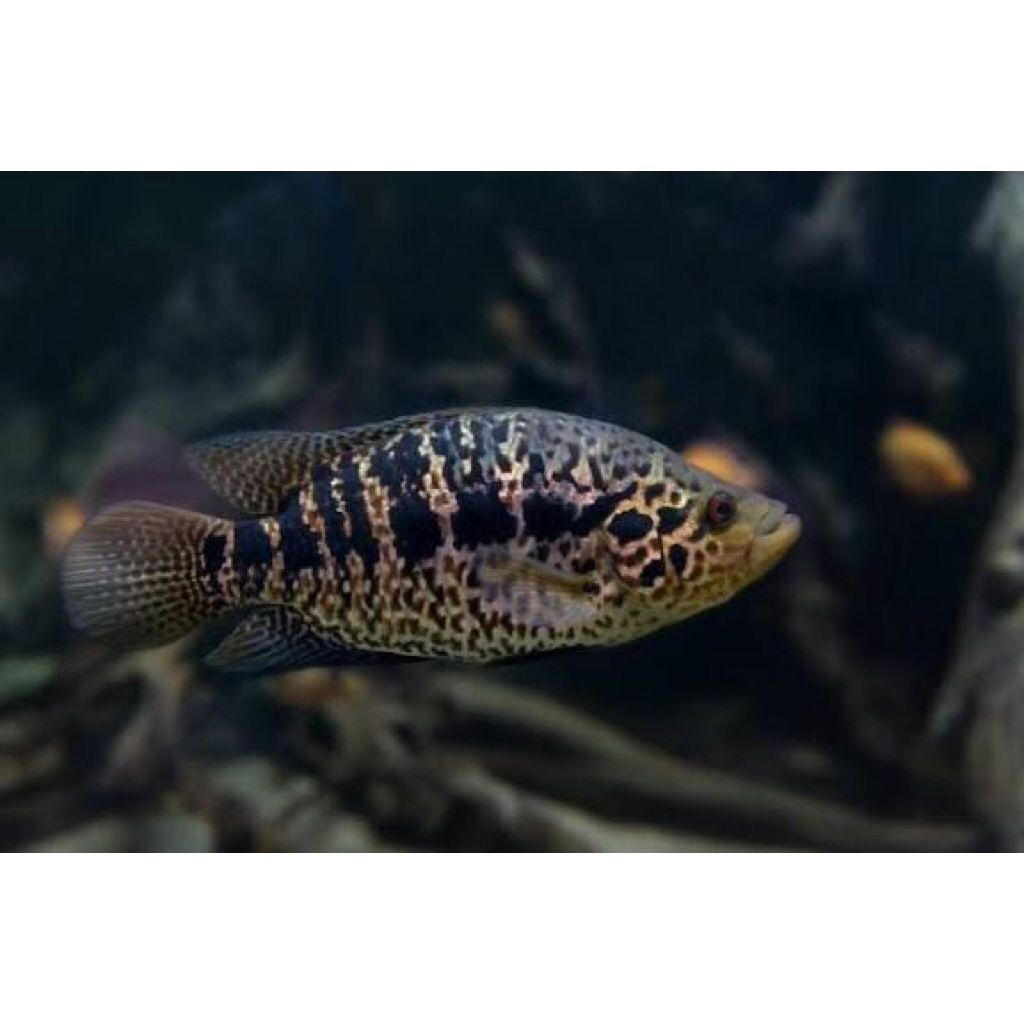 Hiasan Aquarium Ikan Jaguar | Cichlid| Ikan marinir