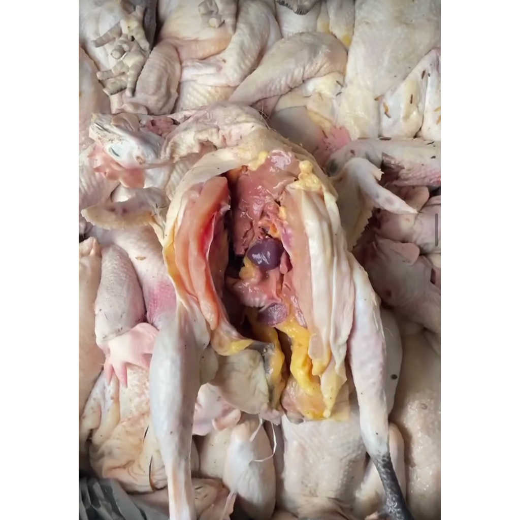 Ayam Kampung Segar Utuh 1 Ekor ±1,2kg | Ayam Asli Kampung | Cocok Sup & Opor