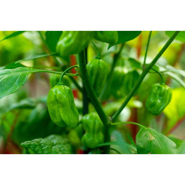 KEBUN INDAH BENIH CABAI KATOKKON