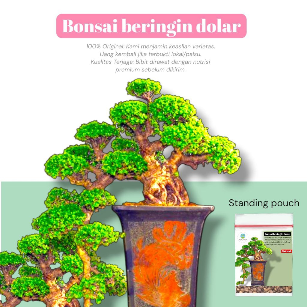 [ 20 Biji ] bibit benih bonsai beringin dolar | Ficus microcarpa | Beringin Dolar