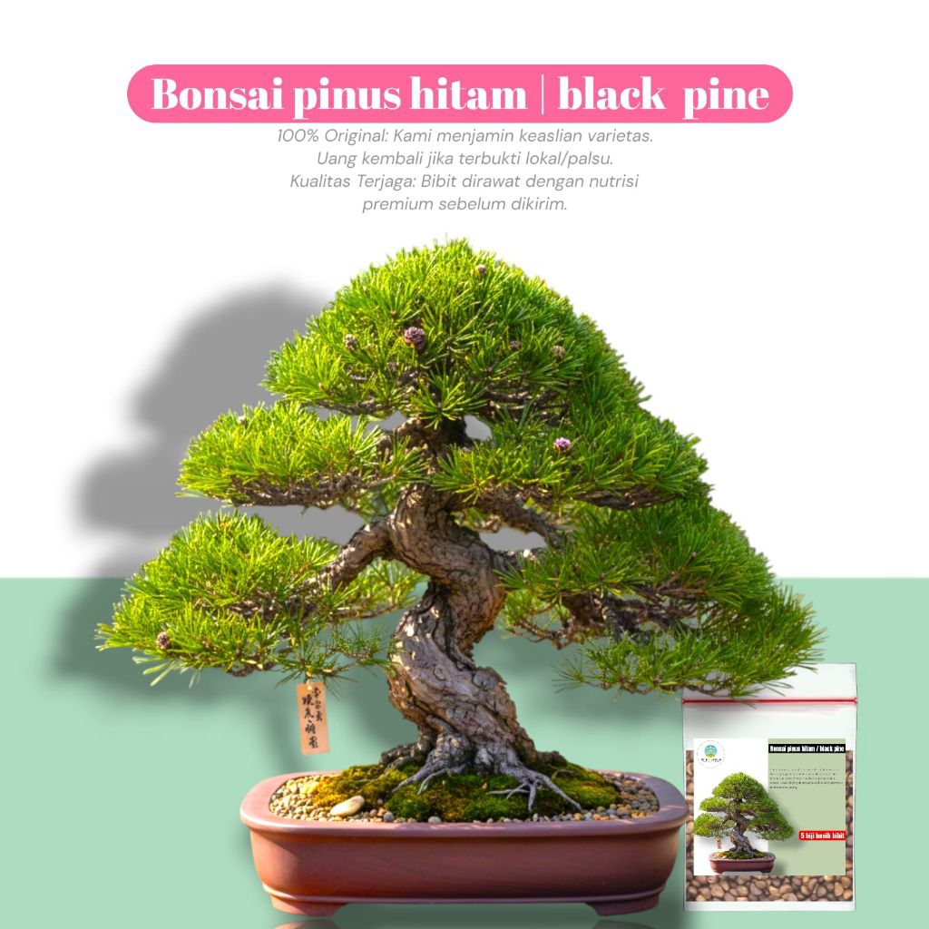 [ 20 Biji ] bibit benig japanese black pine / bonsai pinus hitam top quality premium