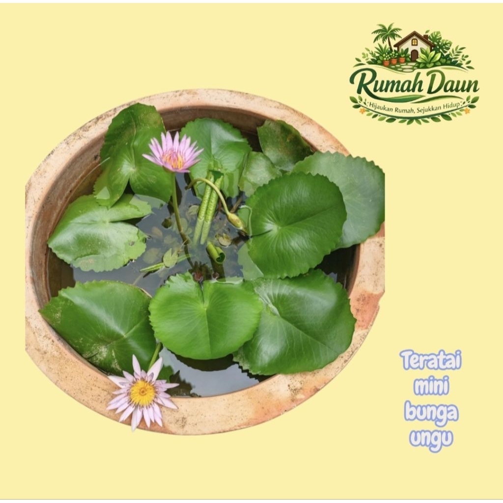 tanaman hias air teratai mini bunga putih/pink - pohon teratai mini