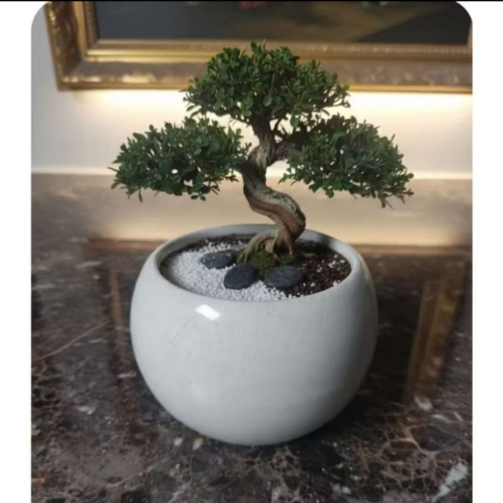 Pot keramik bonsai /pot keramik  bonsai shito/mame premium
