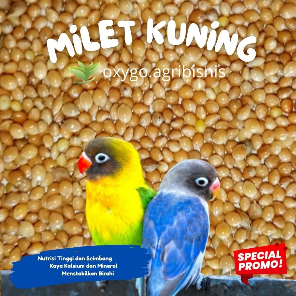 (VIP) Milet Kuning Pakan Burung Cocok Untuk Unggas Burung Biji Bijian Lovebird, Kenari dll