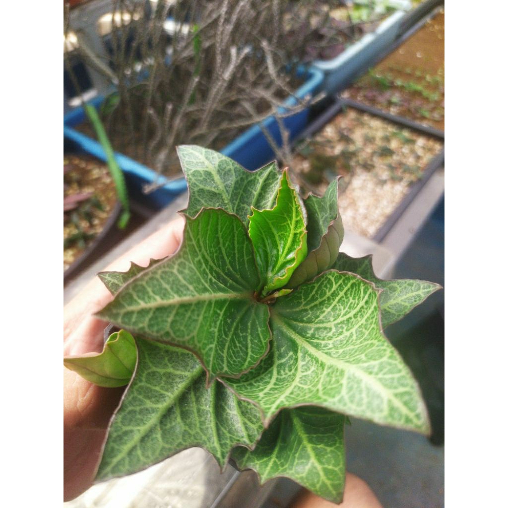 Euphorbia Francoisii maple besar rajin berbunga dan sudah bercabang rimbun