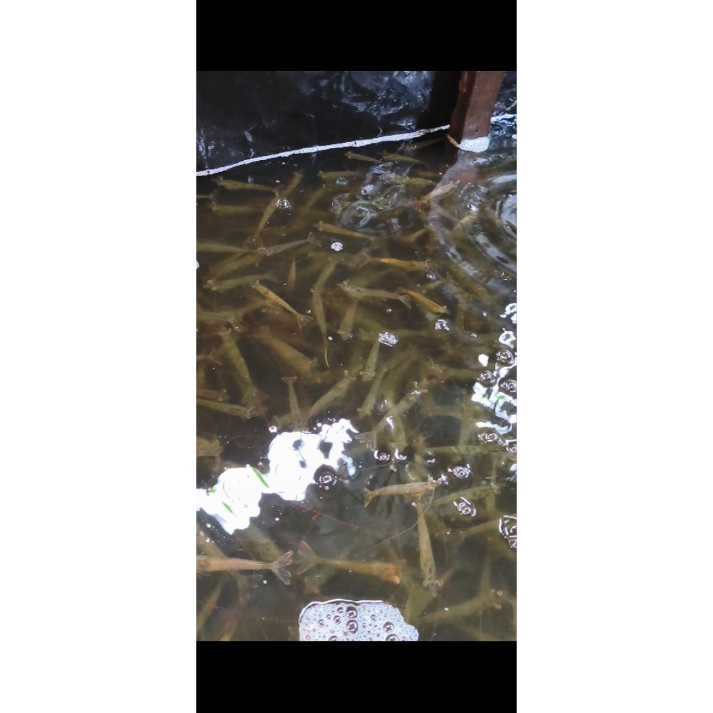 umpan pancing udang hidup udang vanami