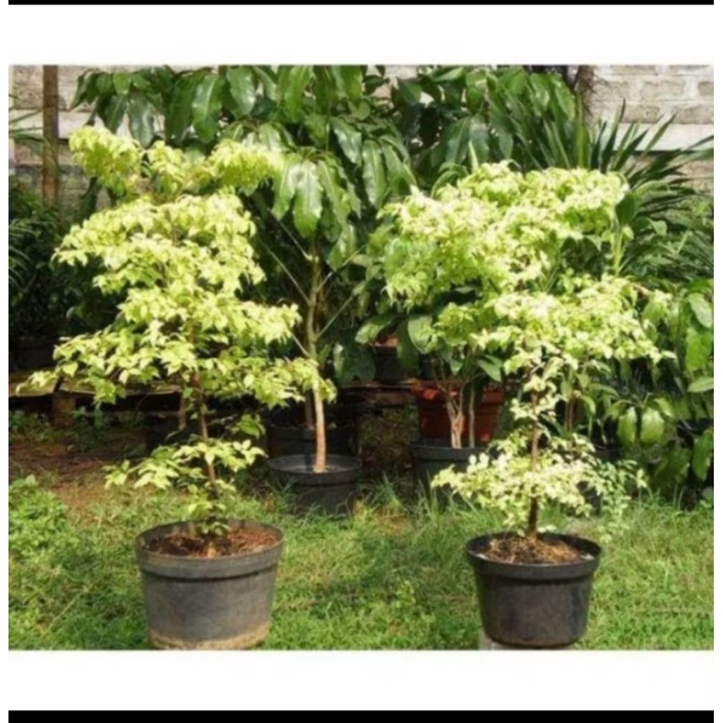 Tanaman Hias Anting Putri Varigata Bahan Bonsai Anting Putri