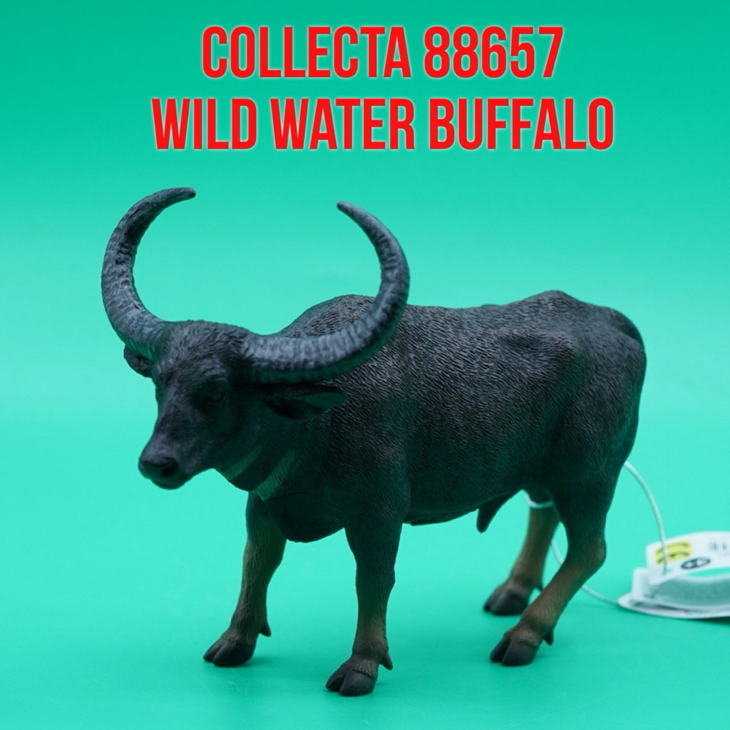 Collecta id 88657 Wild Water Buffalo African Buffalo Bubalus Bubalis Kerbau Air Afrika Banteng Maina