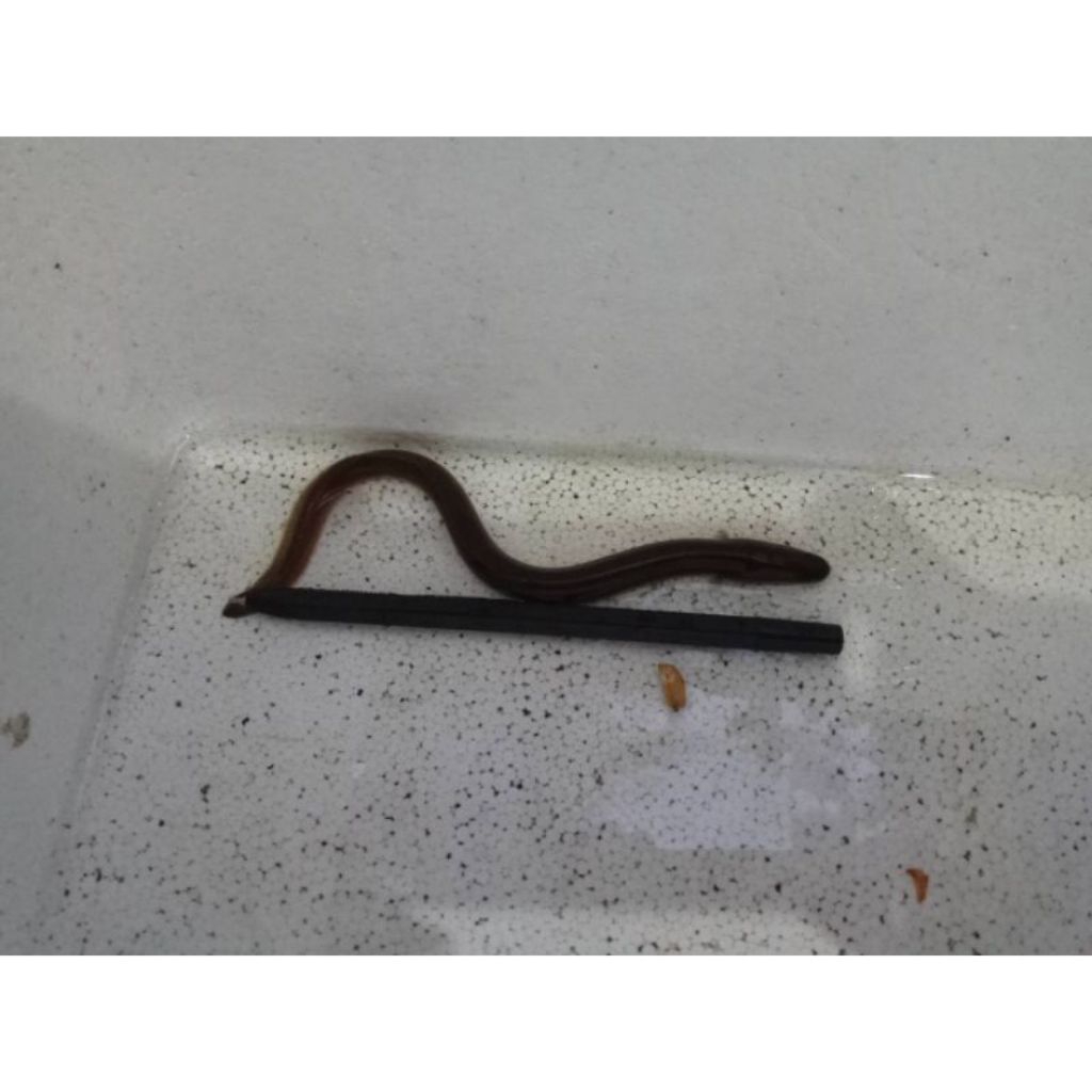 BIBIT IKAN SIDAT UKURAN 10GR/ekor  BERGARANSI JOSS