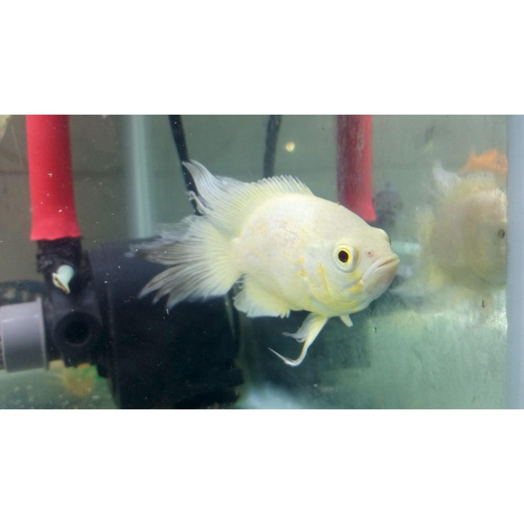 IKAN OSCAR LEMON SLAYER KUMPAY