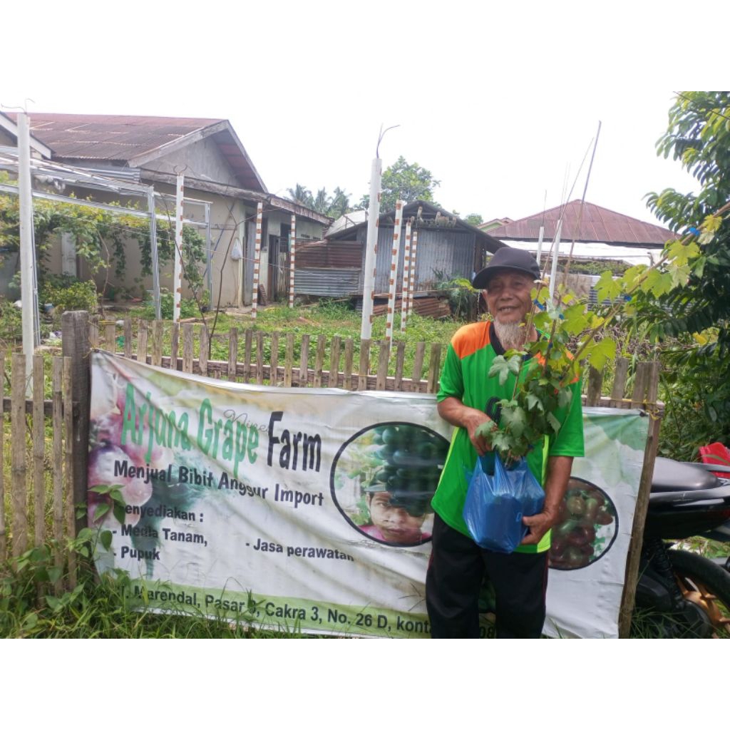 bibit anggur impor