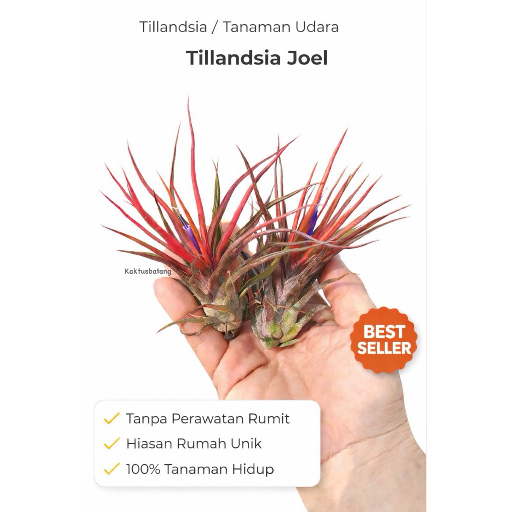 Tillandsia Joel / Tillandsia Bulbosa X Tillandsia Ionantha