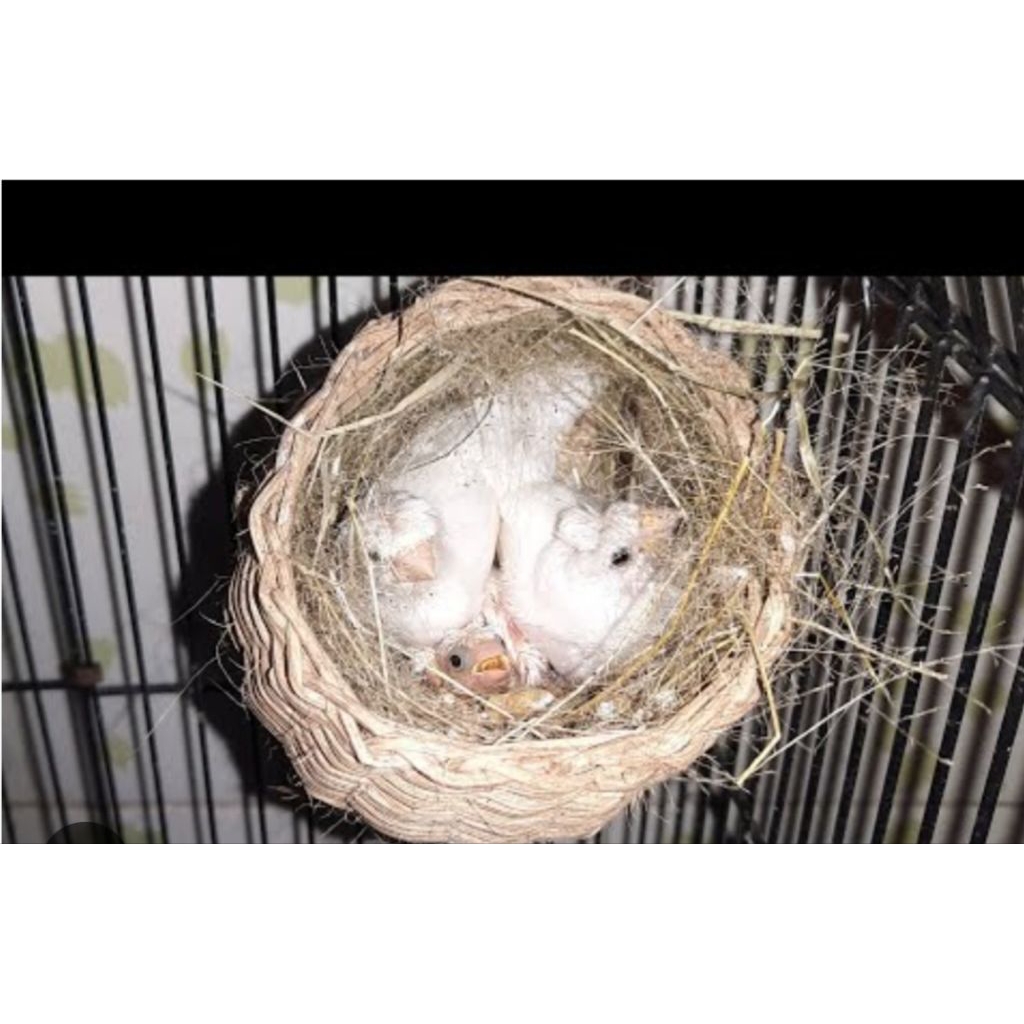 emprit jepang sepasang warna putih polos