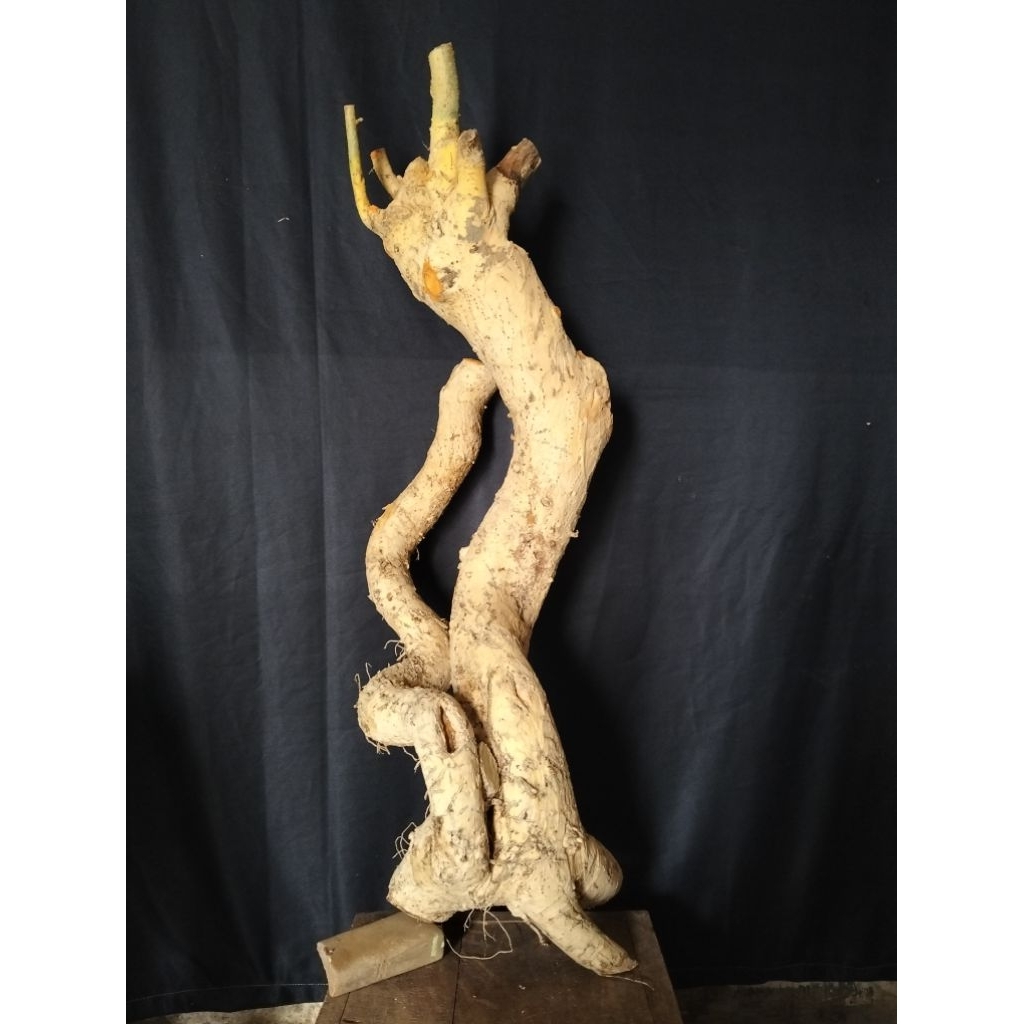 Bahan bonsai serut jumbo meliuk dongkelan fresh sesuai gambar