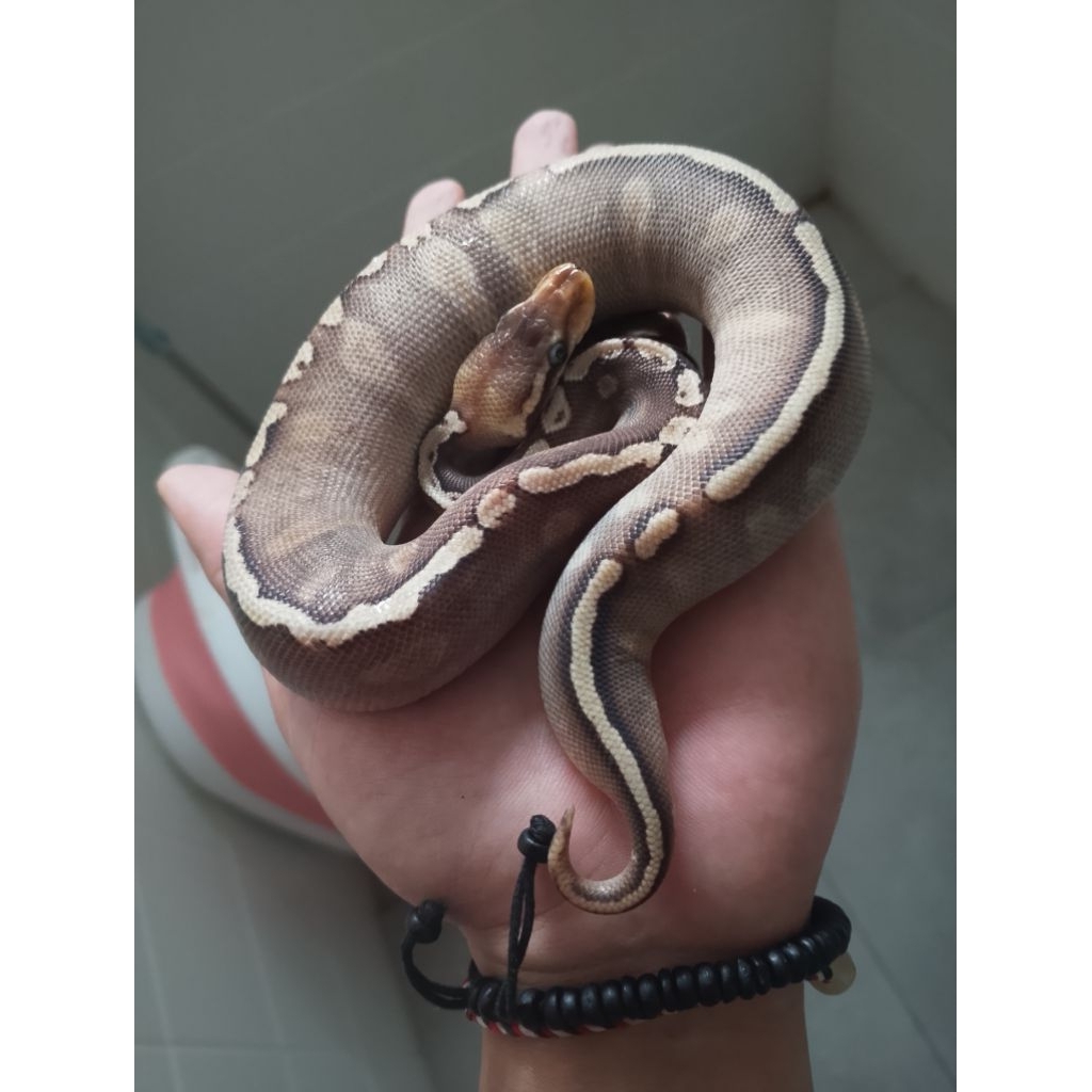 ball python morph GHI pastel Mojave het pied