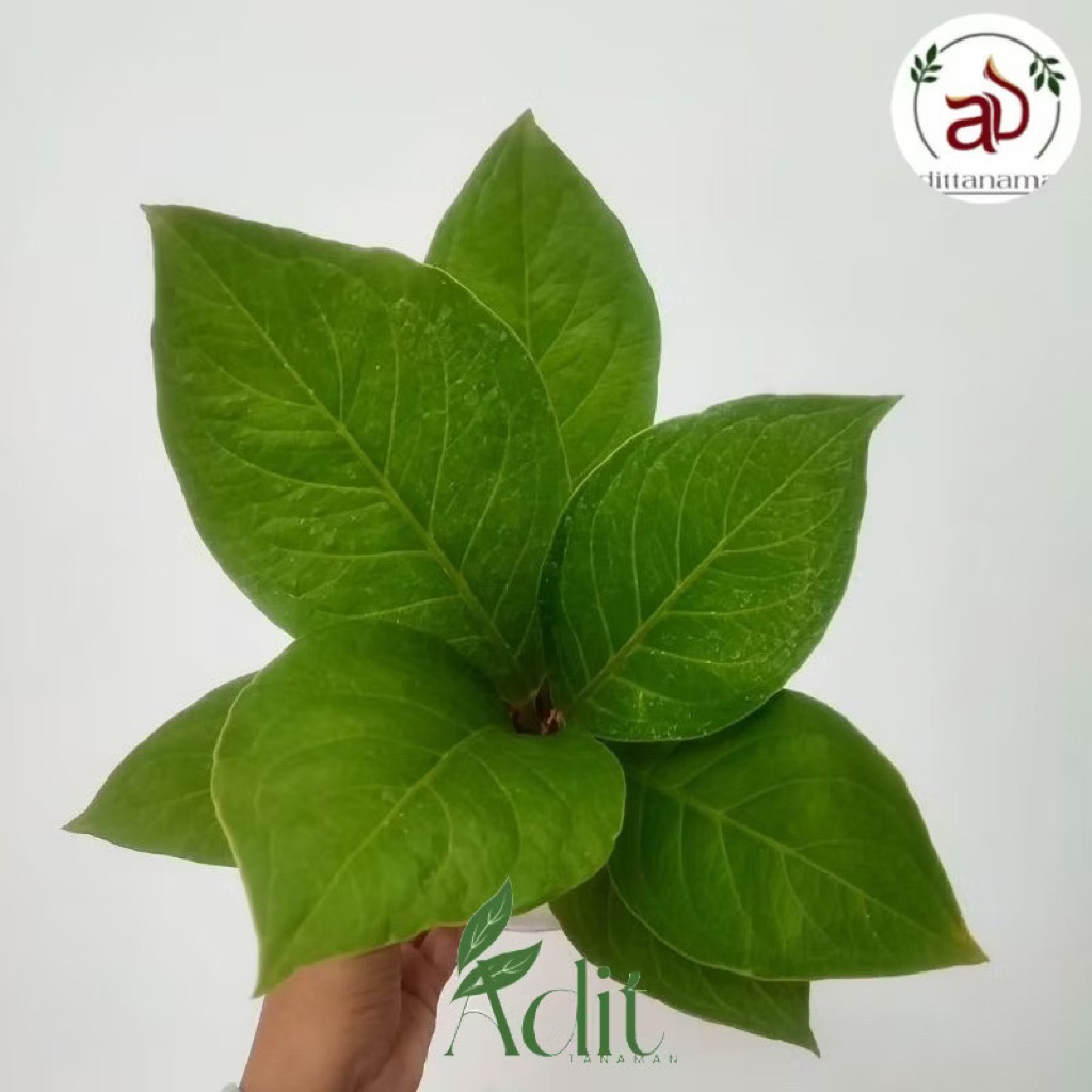 Tanaman Hias Anthurium Jemani Cobra Dewasa / Tanaman Indoor Anthurium Jemani Cobra Anthurium jemani 