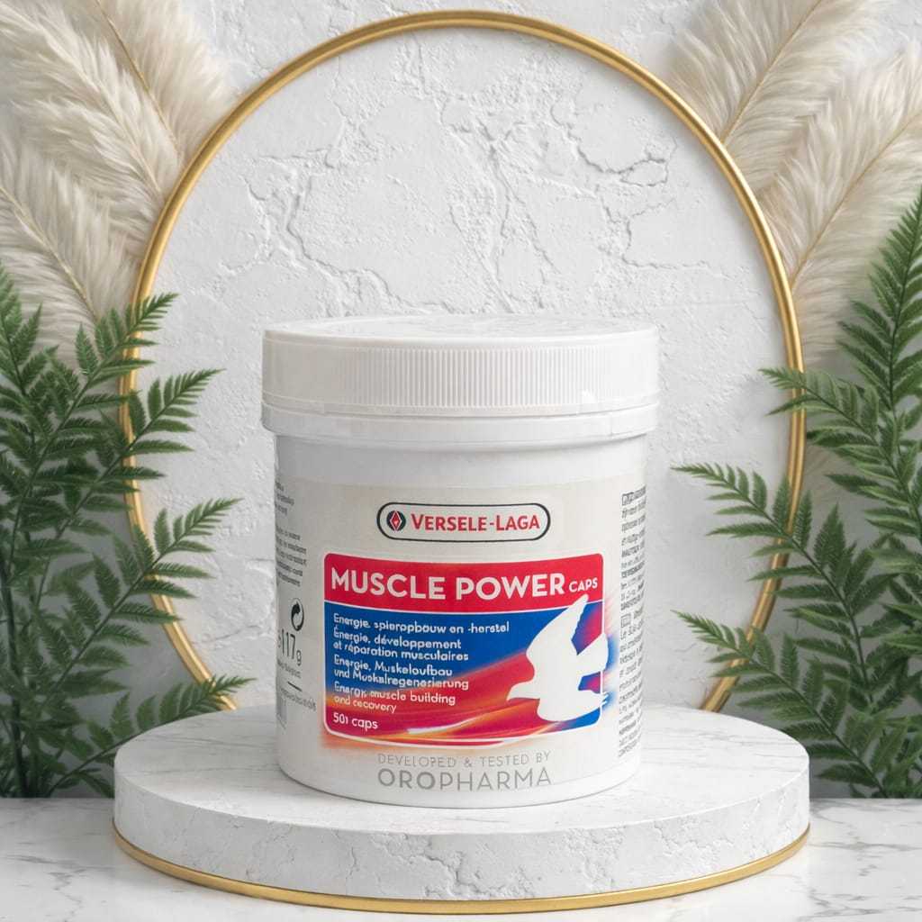 VERSELE-LAGA Muscle Power Capsule Mencegah Kerusakan Otot MERPATI