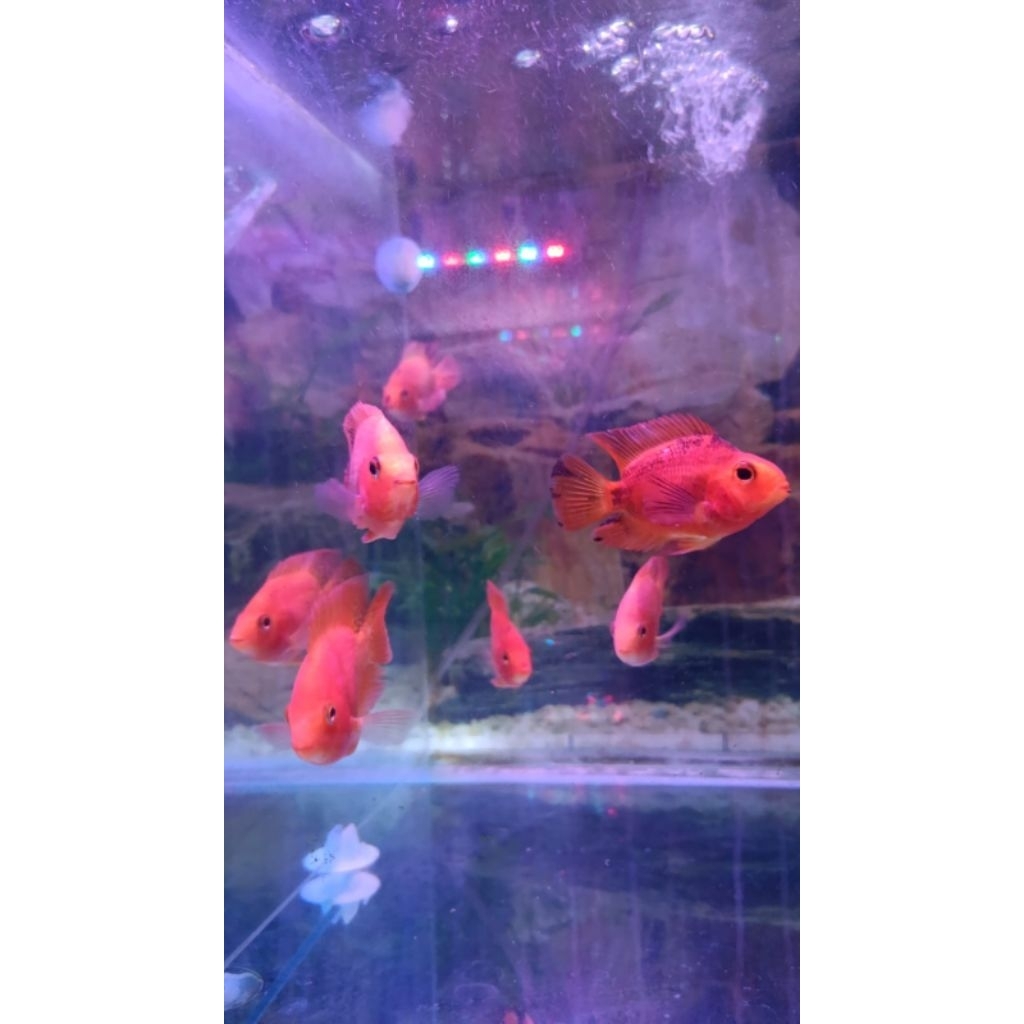 Ikan Parrot Fish Super Red size 3 inch