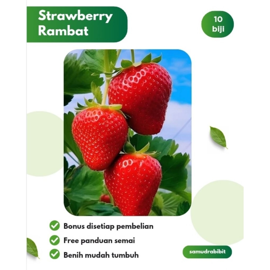 Benih Tanaman Strawberry Rambat F1 Hibrida