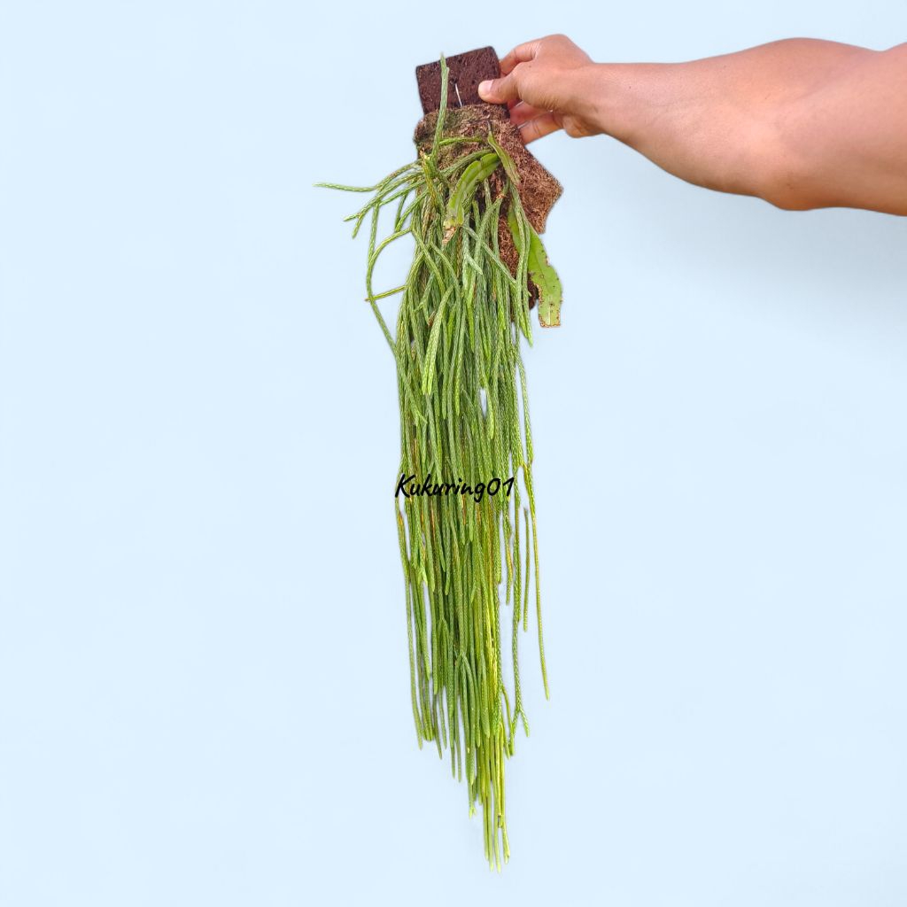 Huperzia Carinata harumpai kumpai ekor tikus tali sepatu per rumpun