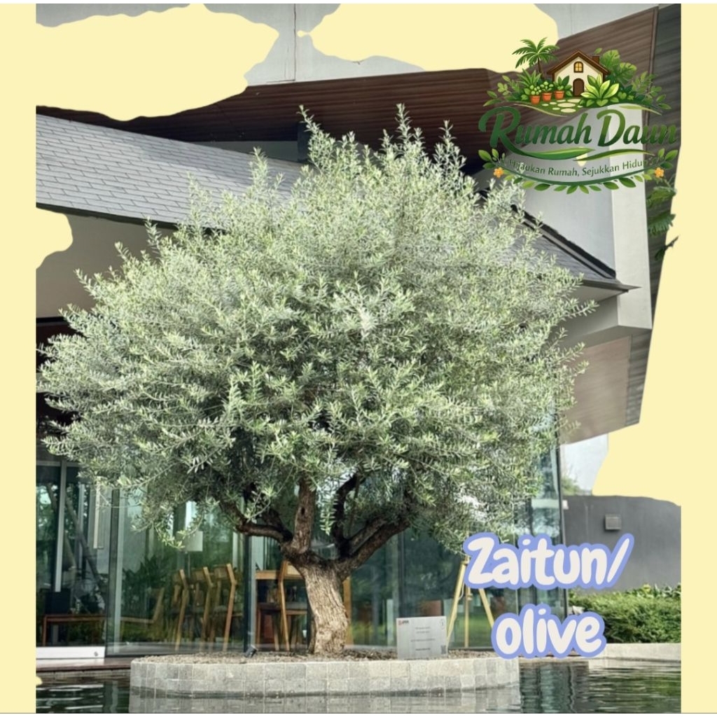 tanaman hias olive zaitun - olive zaitun - pohon olive zaitun