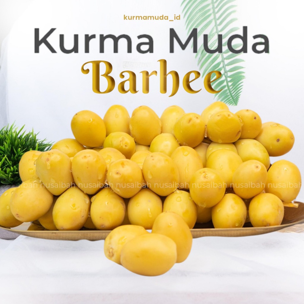 Kurma Muda Promil Kurmamuda Barhee barhe barhi Manis Buah Impor Arab Mentah Segar Mengkal untuk Kesu