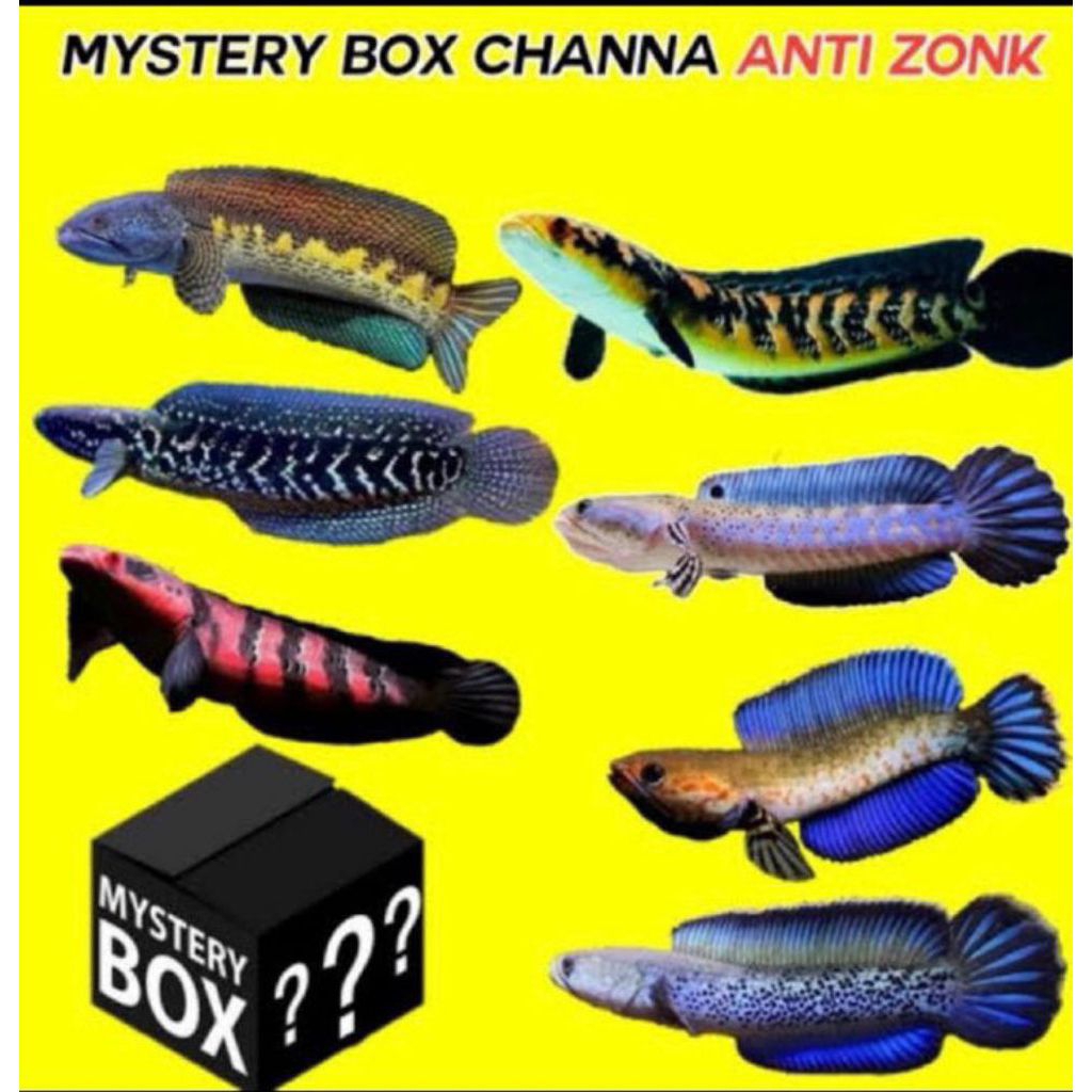 Misteri box isi 2 chana