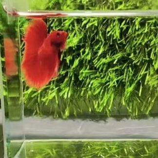 ikan cupang hm super red aggresive